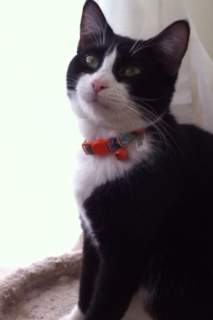 Scarlett, a Adoptable Tuxedo in Midway City, CA image 2/6
