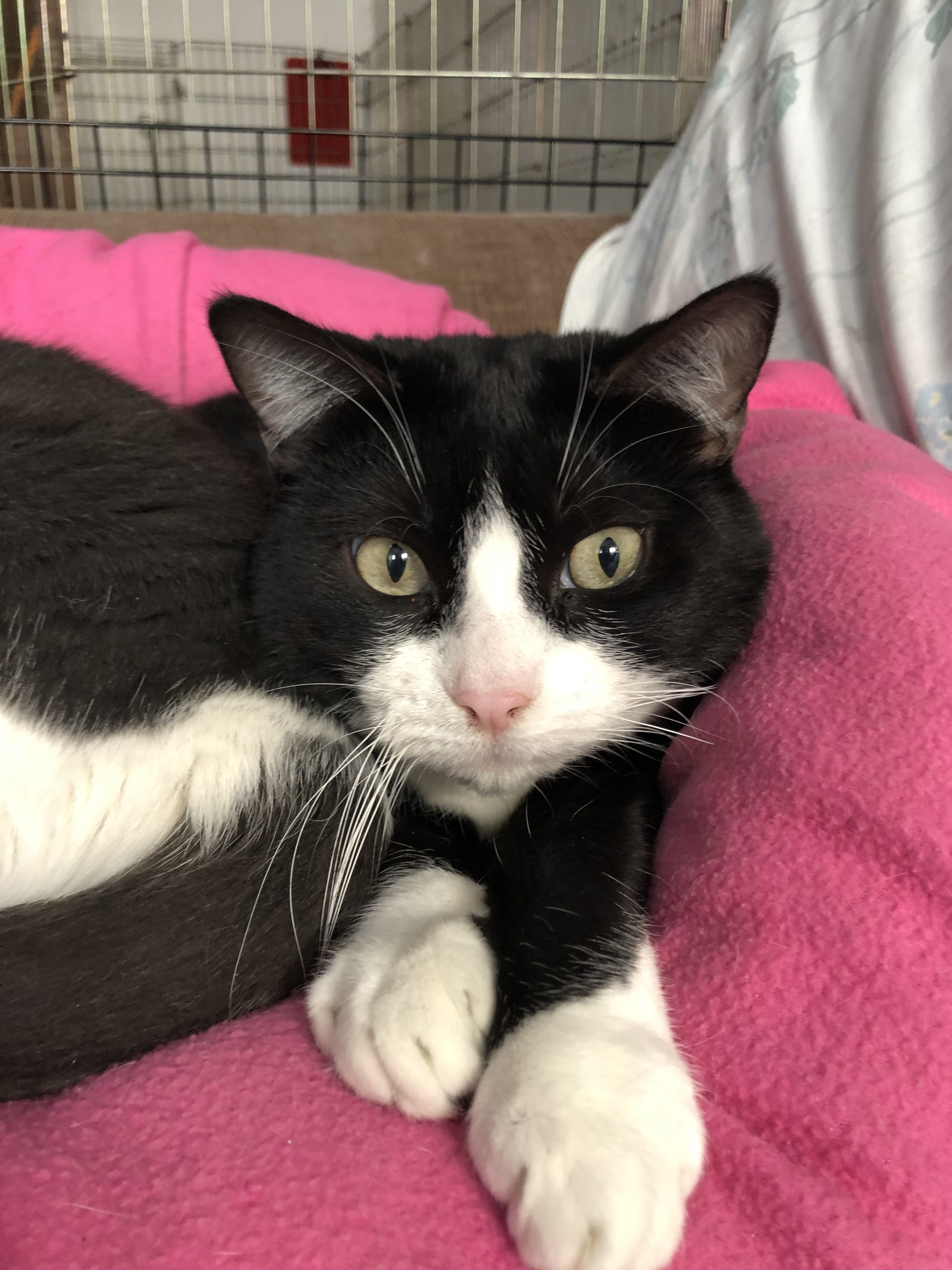 Scarlett, a Adoptable Tuxedo in Midway City, CA image 3/6