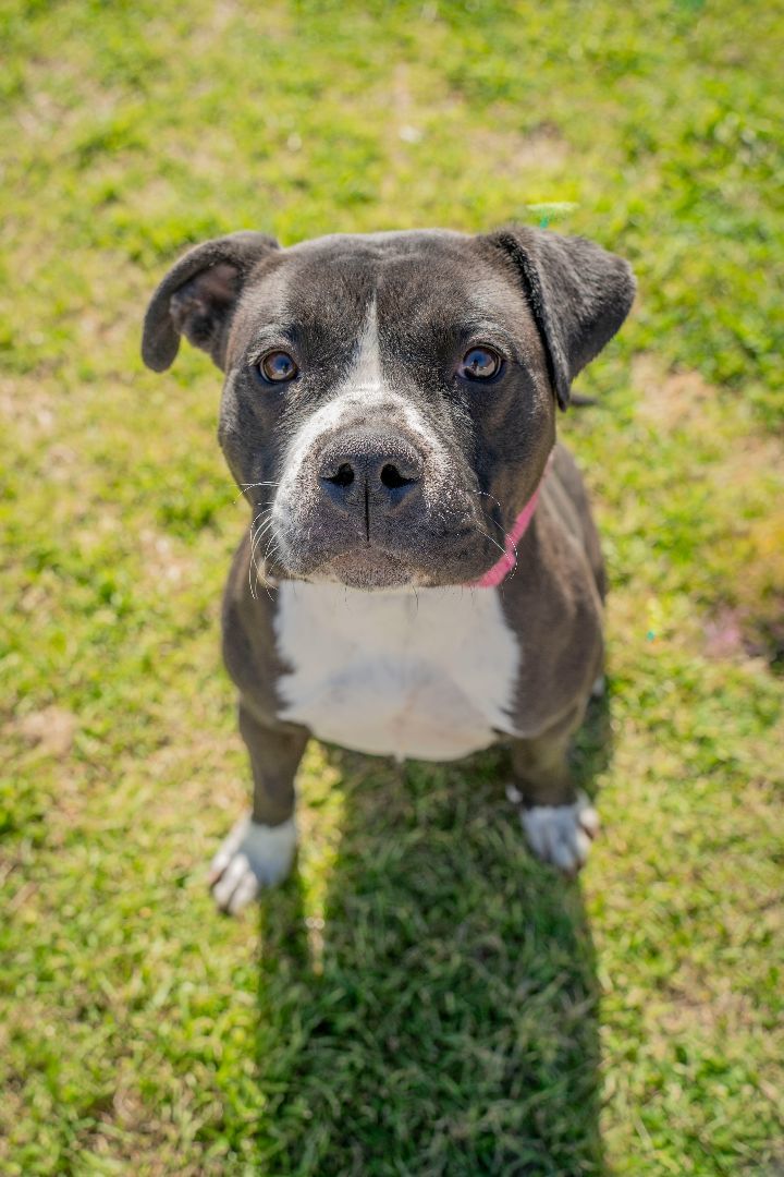 Sweetie, an adopted Terrier Mix in Waxahachie, TX_image-1
