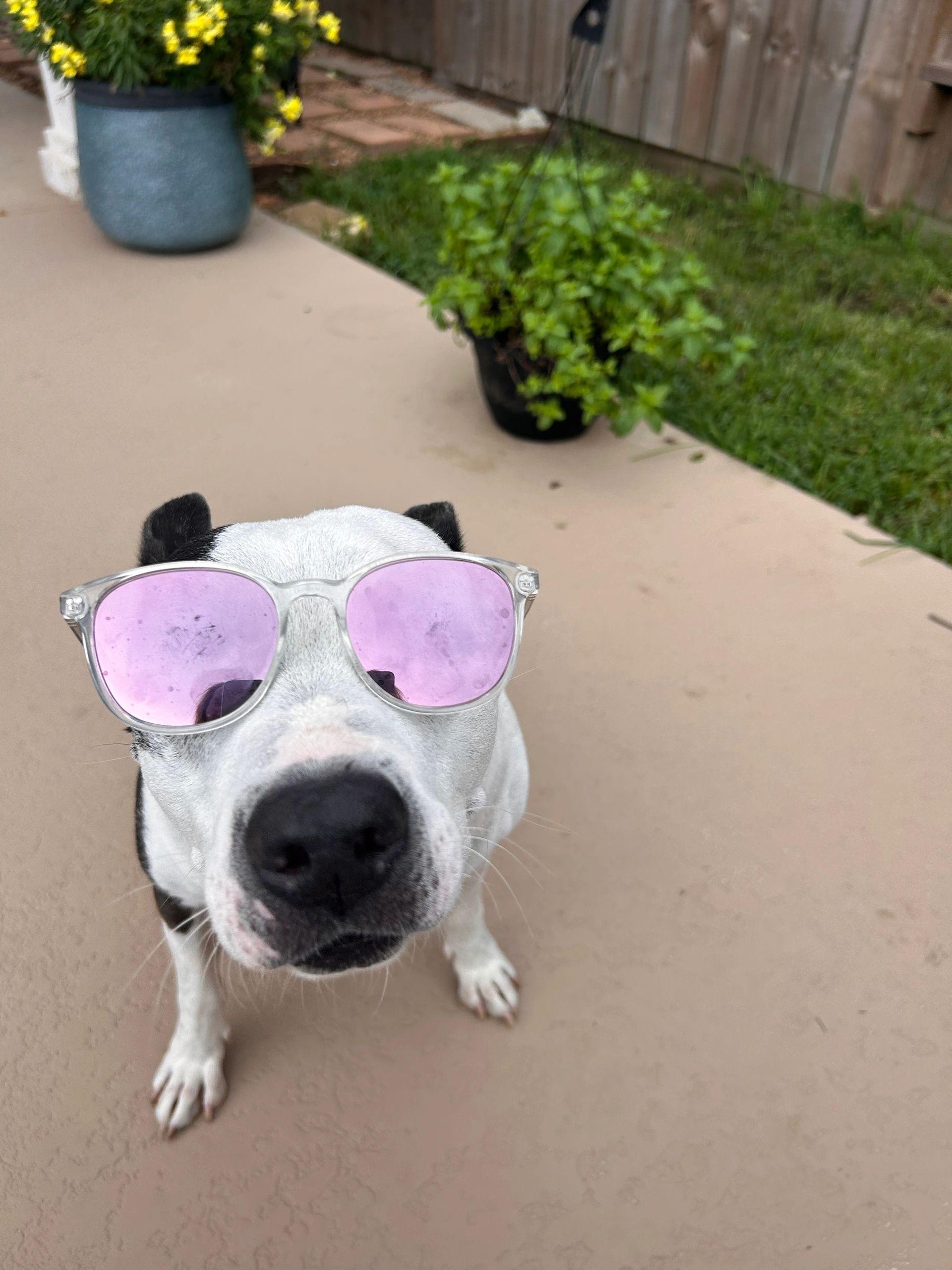 Jack, Adoptable, Senior Male Pit Bull Terrier.