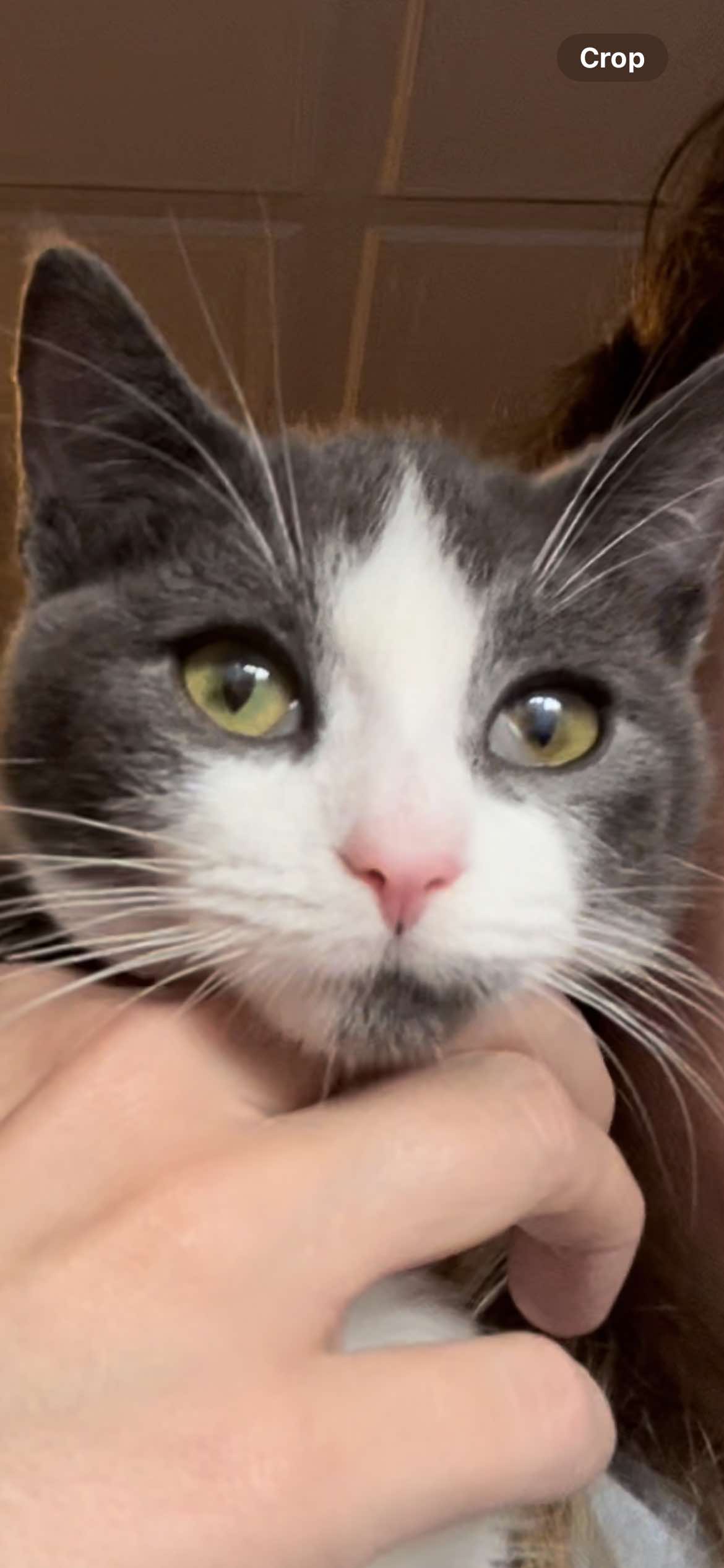 Enlarge Bennett a FIP warrior, a Adoptable Domestic Short Hair in Lucknow, ON image 3/6