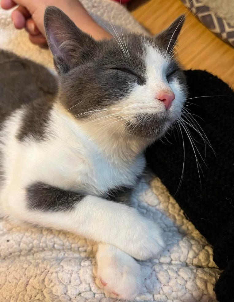 Enlarge Bennett a FIP warrior, a Adoptable Domestic Short Hair in Lucknow, ON image 6/6