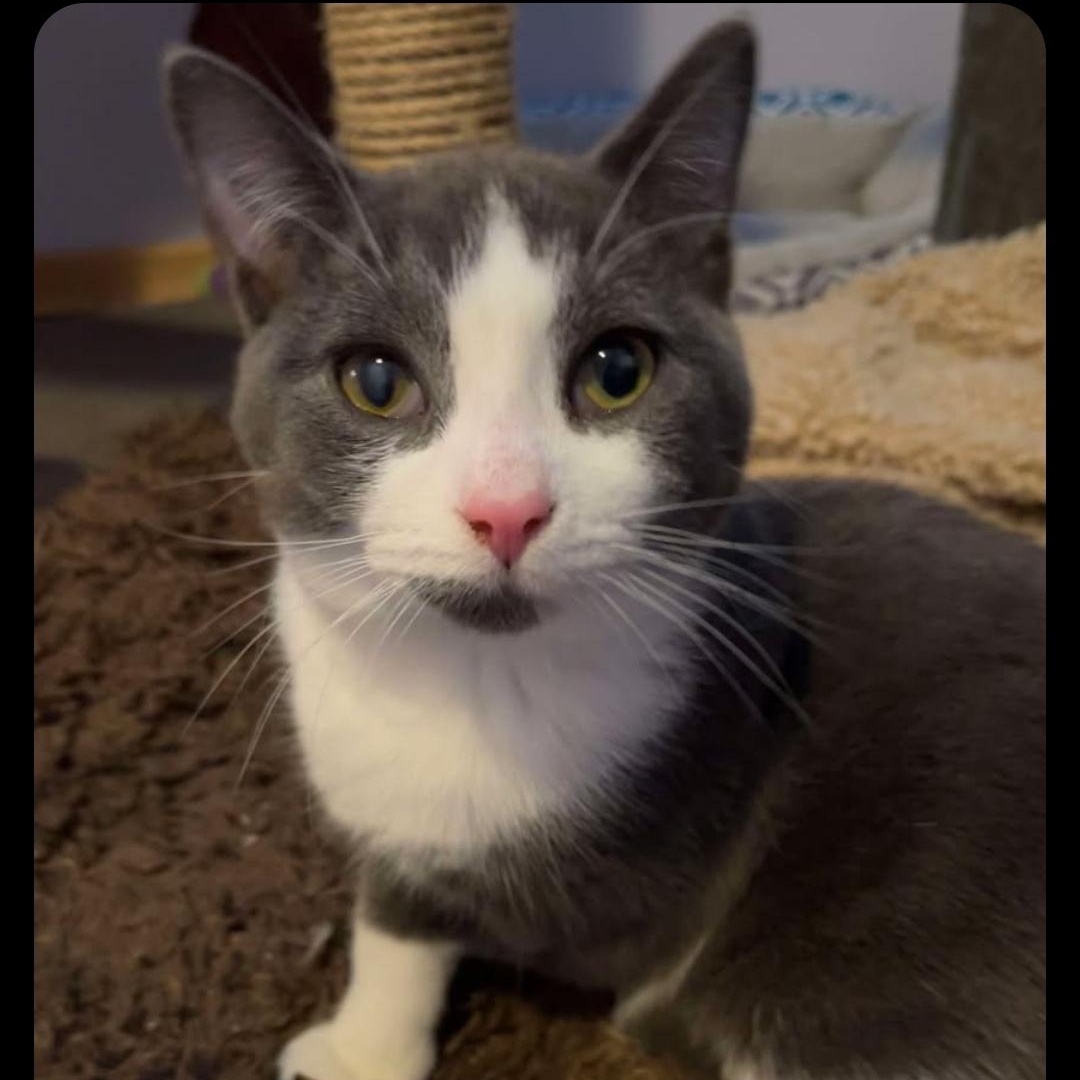 Enlarge Bennett a FIP warrior, a Adoptable Domestic Short Hair in Lucknow, ON image 2/6