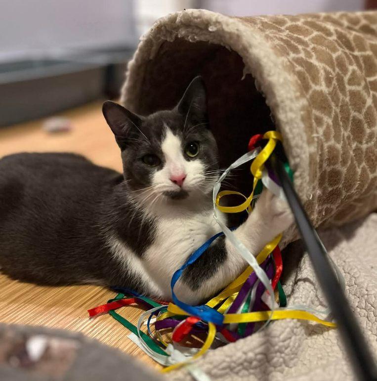 Enlarge Bennett a FIP warrior, a Adoptable Domestic Short Hair in Lucknow, ON image 5/6