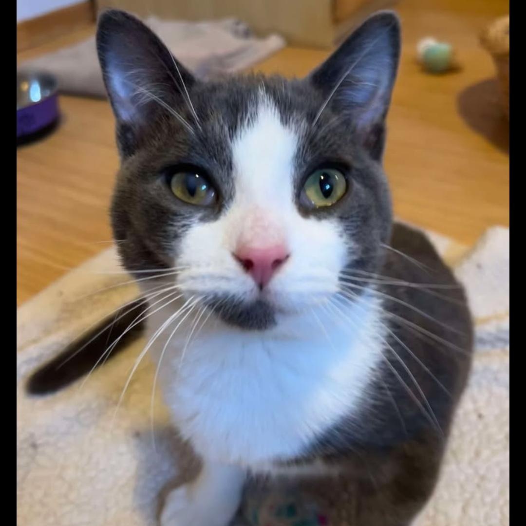 Enlarge Bennett a FIP warrior, a Adoptable Domestic Short Hair in Lucknow, ON image 4/6
