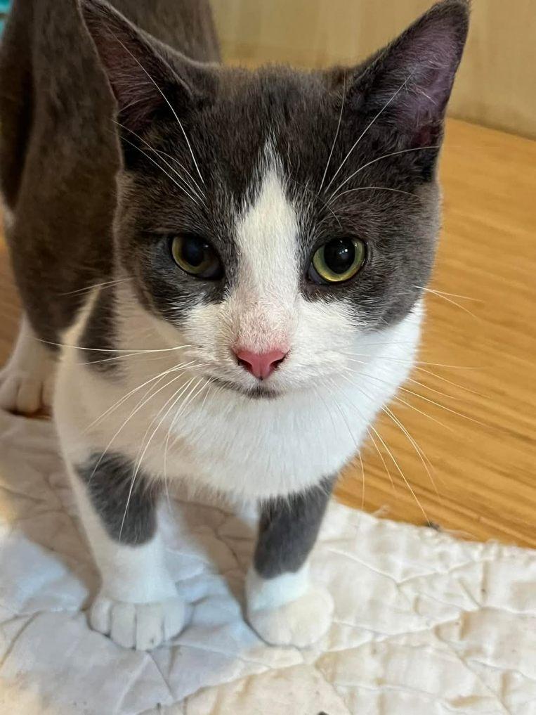 Enlarge Bennett a FIP warrior, a Adoptable Domestic Short Hair in Lucknow, ON image 1/6