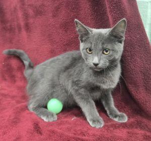 Slate, Adoptable, Young Male Domestic Short Hair.