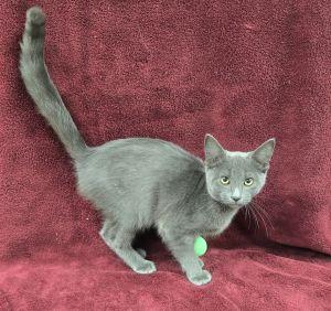 Enlarge Slate, a Adoptable Domestic Short Hair in Bucyrus, OH image 3/3