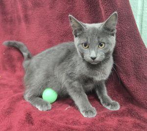 Enlarge Slate, a Adoptable Domestic Short Hair in Bucyrus, OH image 2/3