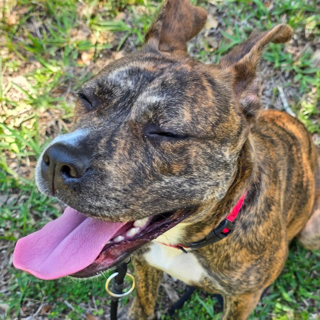 Enlarge Ashley, a Adoptable Mixed Breed in Titusville, FL image 1/6