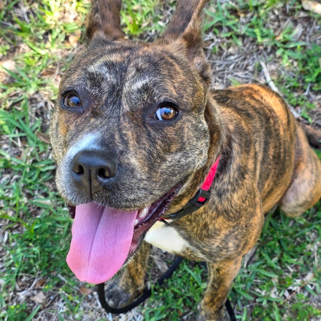 Enlarge Ashley, a Adoptable Mixed Breed in Titusville, FL image 2/6