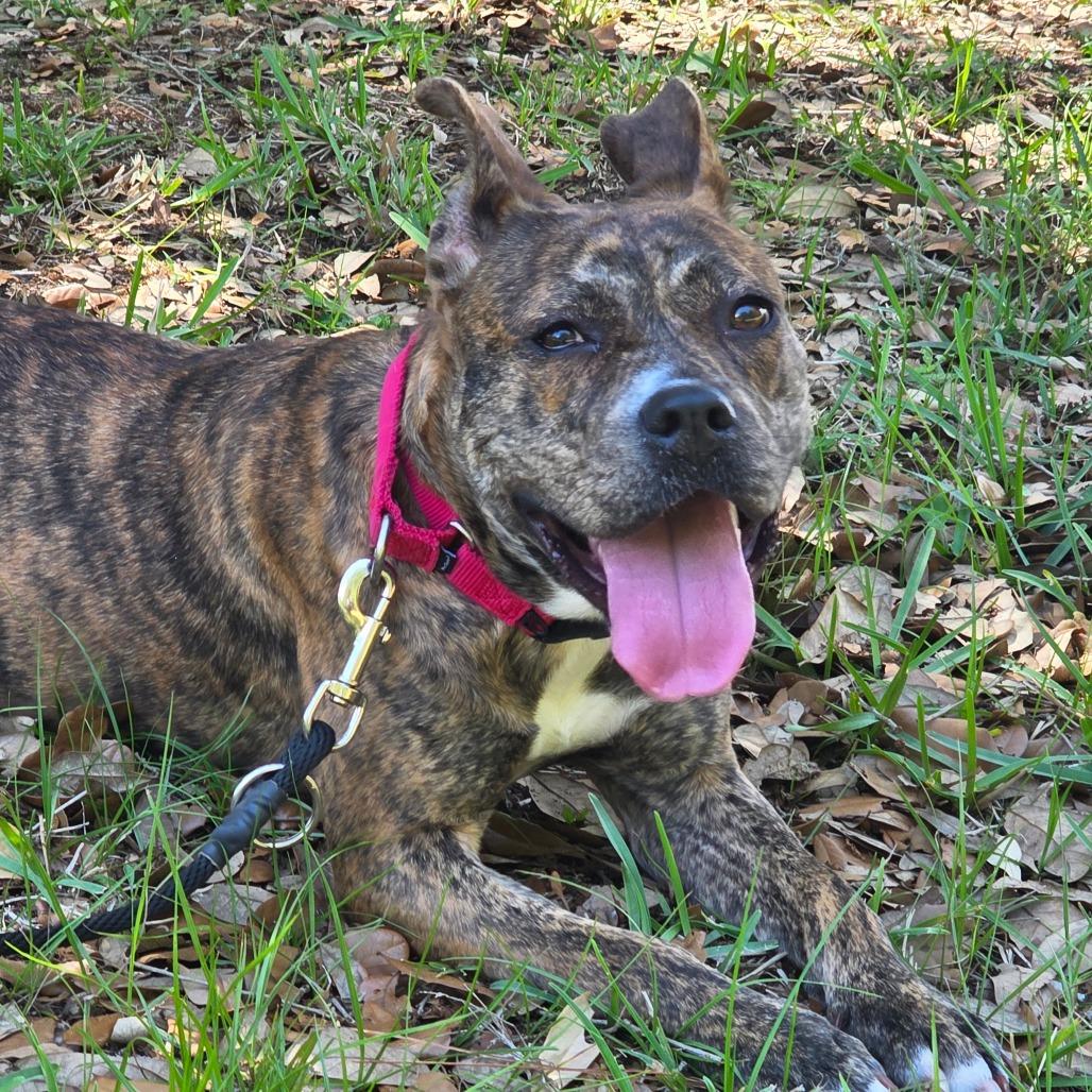 Enlarge Ashley, a Adoptable Mixed Breed in Titusville, FL image 3/6