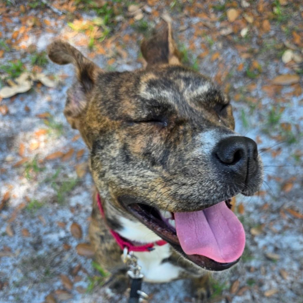 Enlarge Ashley, a Adoptable Mixed Breed in Titusville, FL image 4/6