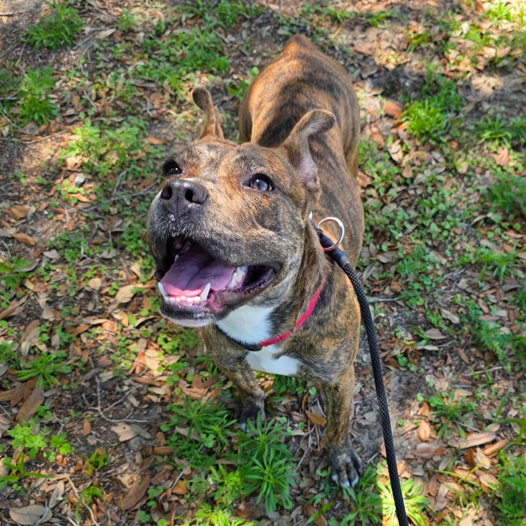 Enlarge Ashley, a Adoptable Mixed Breed in Titusville, FL image 5/6