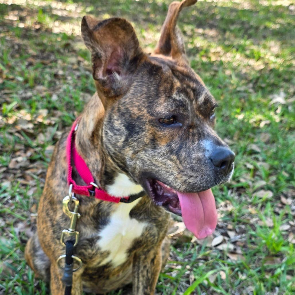 Enlarge Ashley, a Adoptable Mixed Breed in Titusville, FL image 6/6