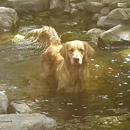Jasper, Adoptable, Young Male Golden Retriever.