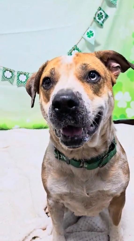 Ruby, Adoptable, Adult Female Australian Cattle Dog / Blue Heeler.