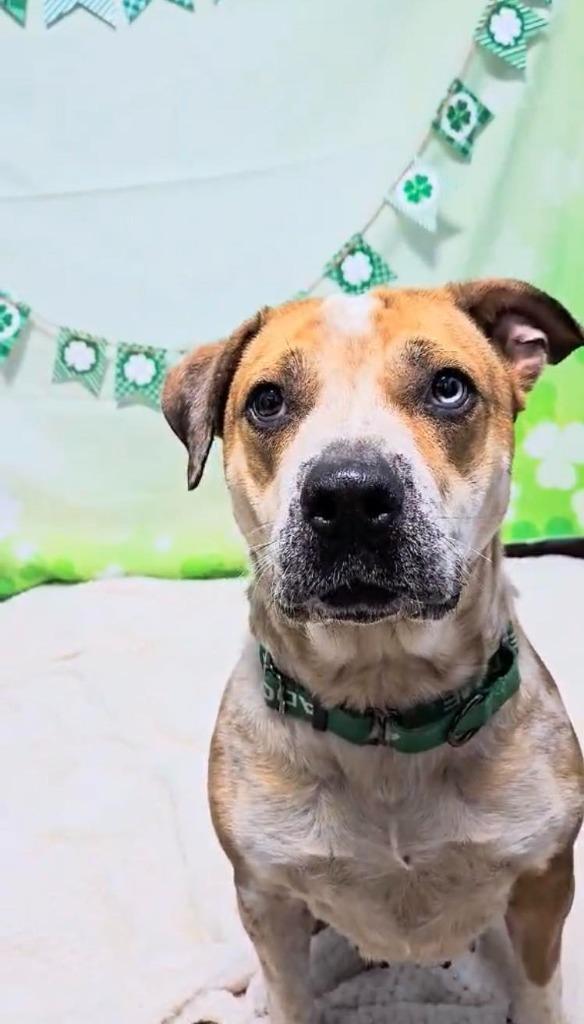 Enlarge Ruby, a Adoptable Australian Cattle Dog / Blue Heeler in New Manchester, WV image 2/6