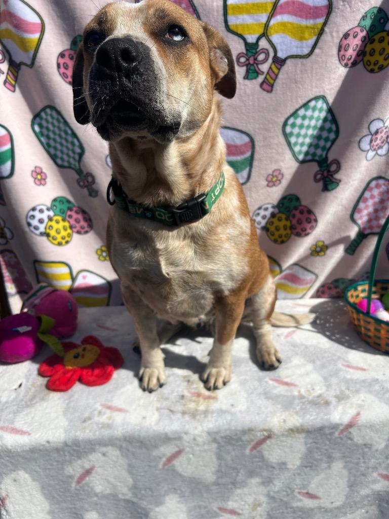 Enlarge Ruby, a Adoptable Australian Cattle Dog / Blue Heeler in New Manchester, WV image 3/6