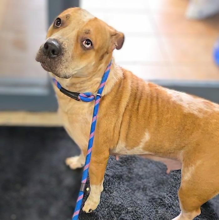 Enlarge Ruby, a Adoptable Australian Cattle Dog / Blue Heeler in New Manchester, WV image 4/6