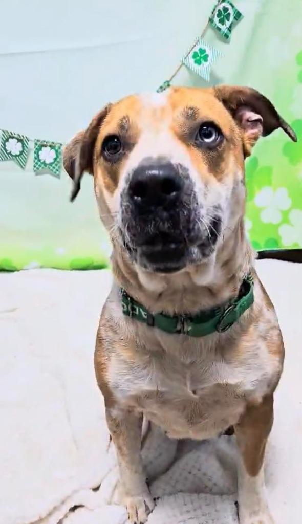 Enlarge Ruby, a Adoptable Australian Cattle Dog / Blue Heeler in New Manchester, WV image 5/6