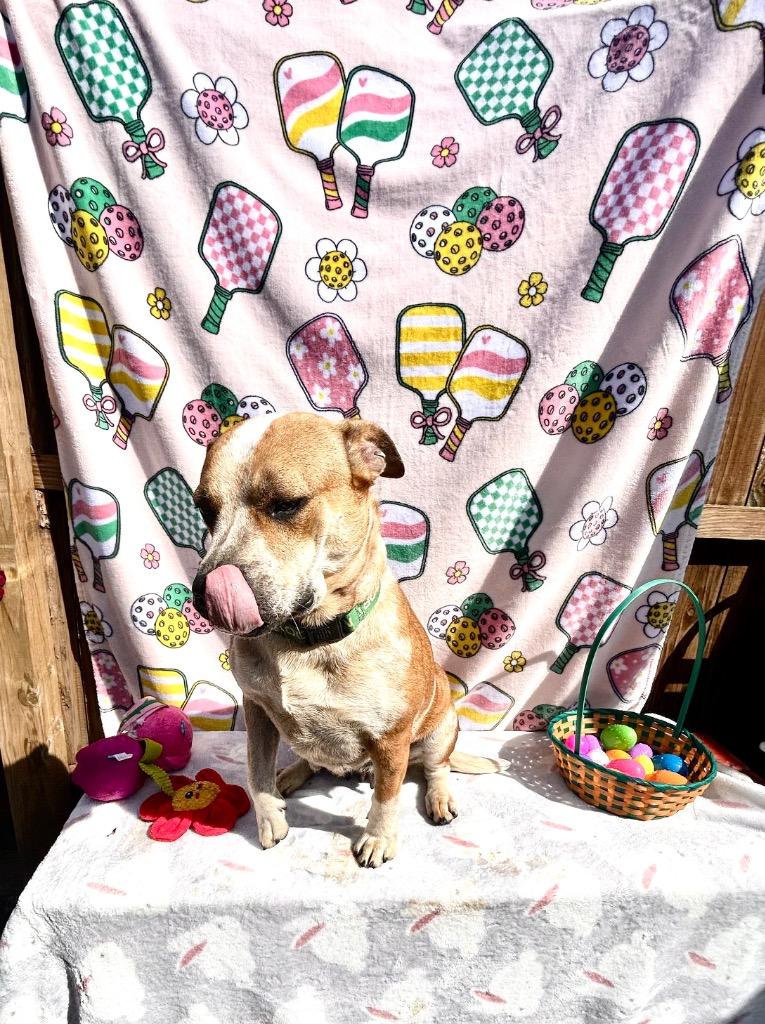 Enlarge Ruby, a Adoptable Australian Cattle Dog / Blue Heeler in New Manchester, WV image 6/6