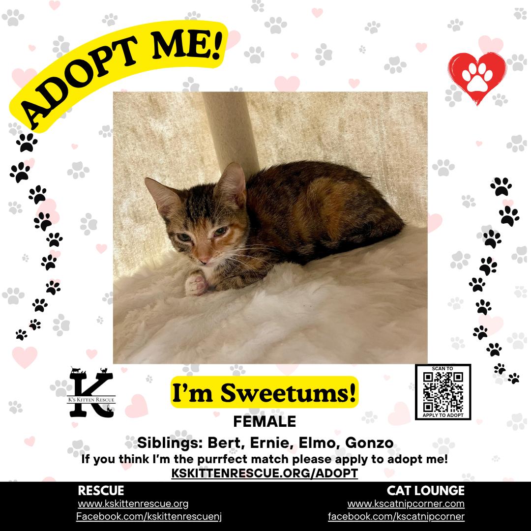 Sweetums, Adoptable, Kitten Female Domestic Short Hair.