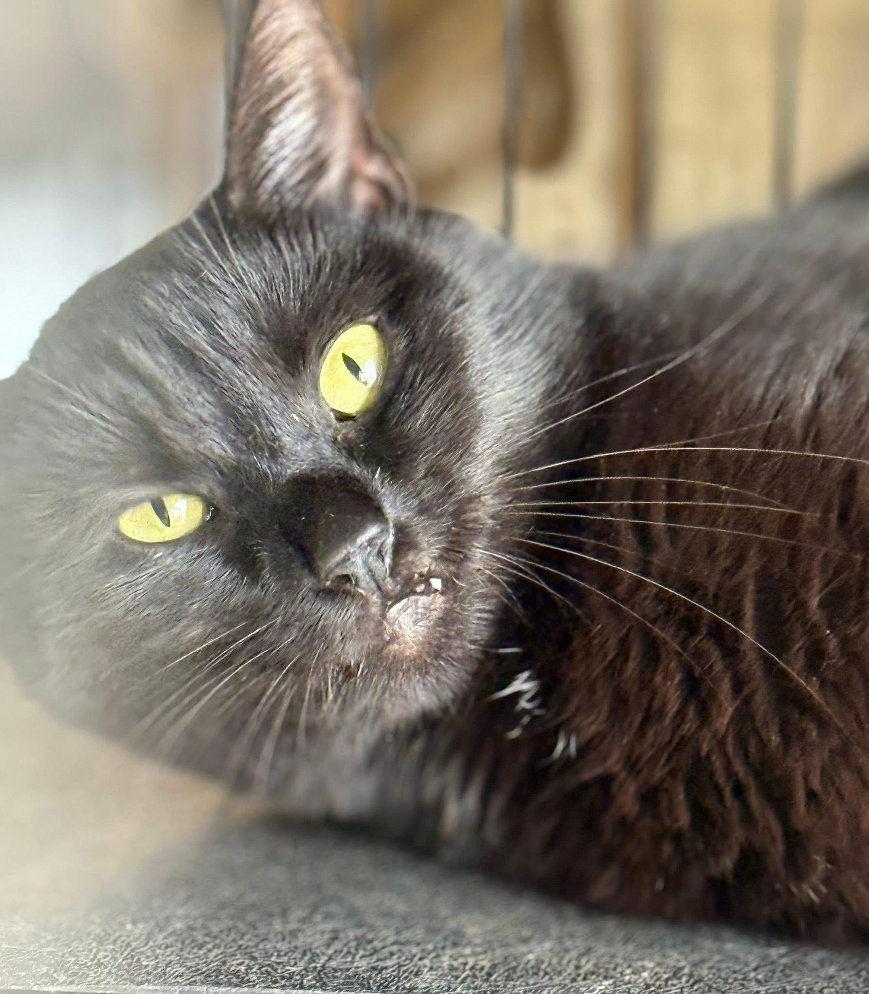 Cadis funny & chill, Adoptable, Young Female Domestic Short Hair.