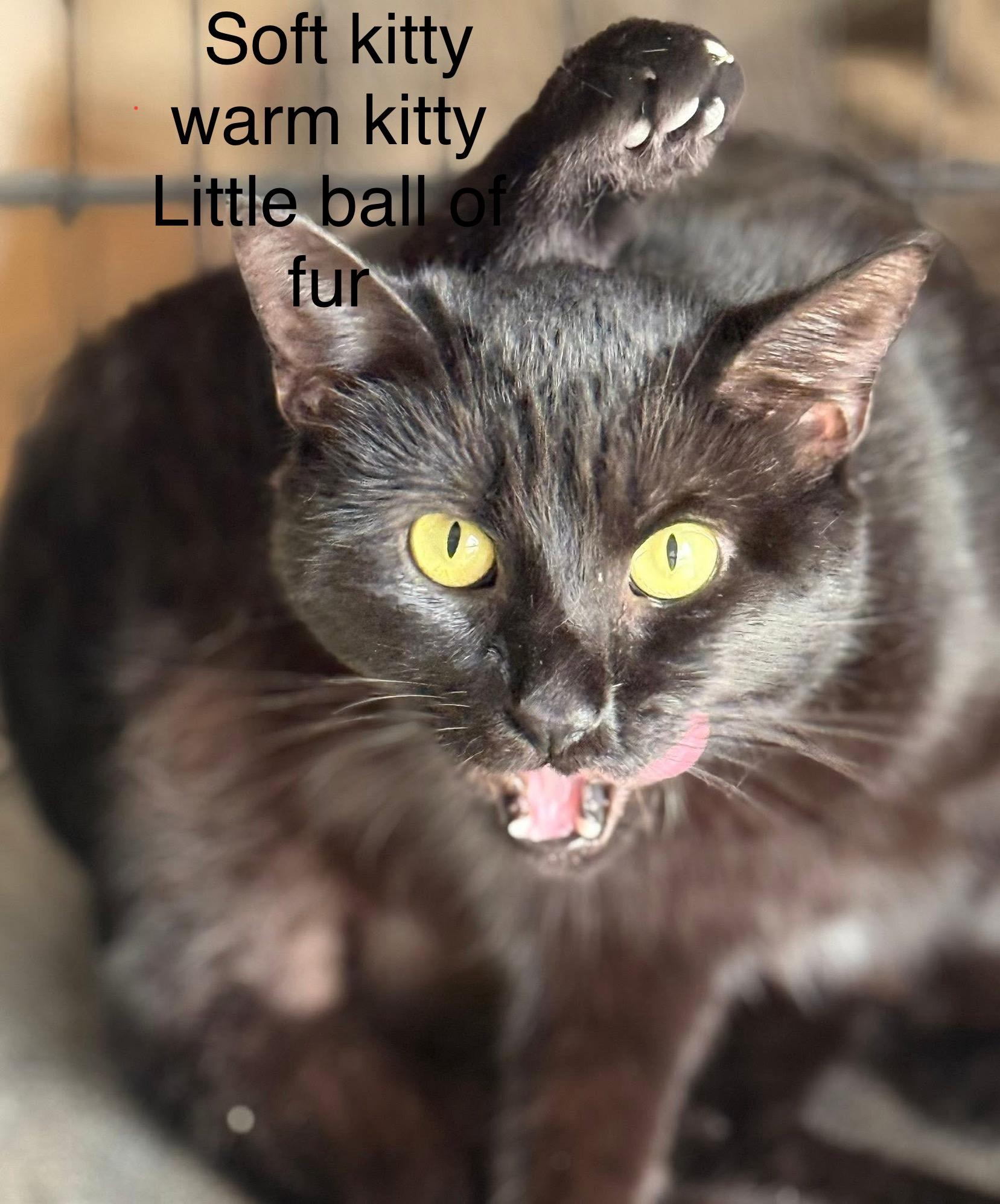 Enlarge Cadis funny & chill, a Adoptable Domestic Short Hair in Jackson, GA image 2/5