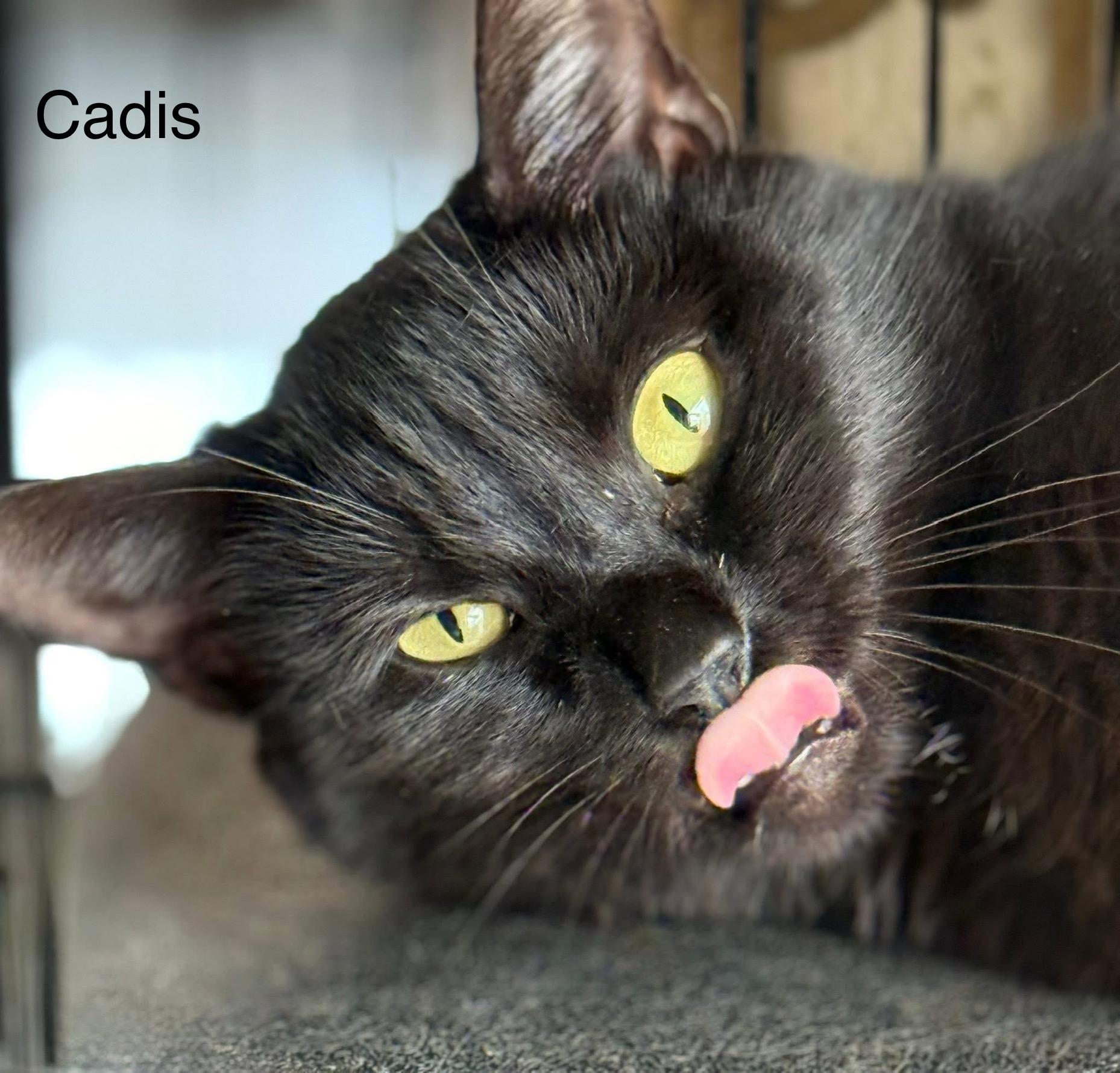 Enlarge Cadis funny & chill, a Adoptable Domestic Short Hair in Jackson, GA image 3/5