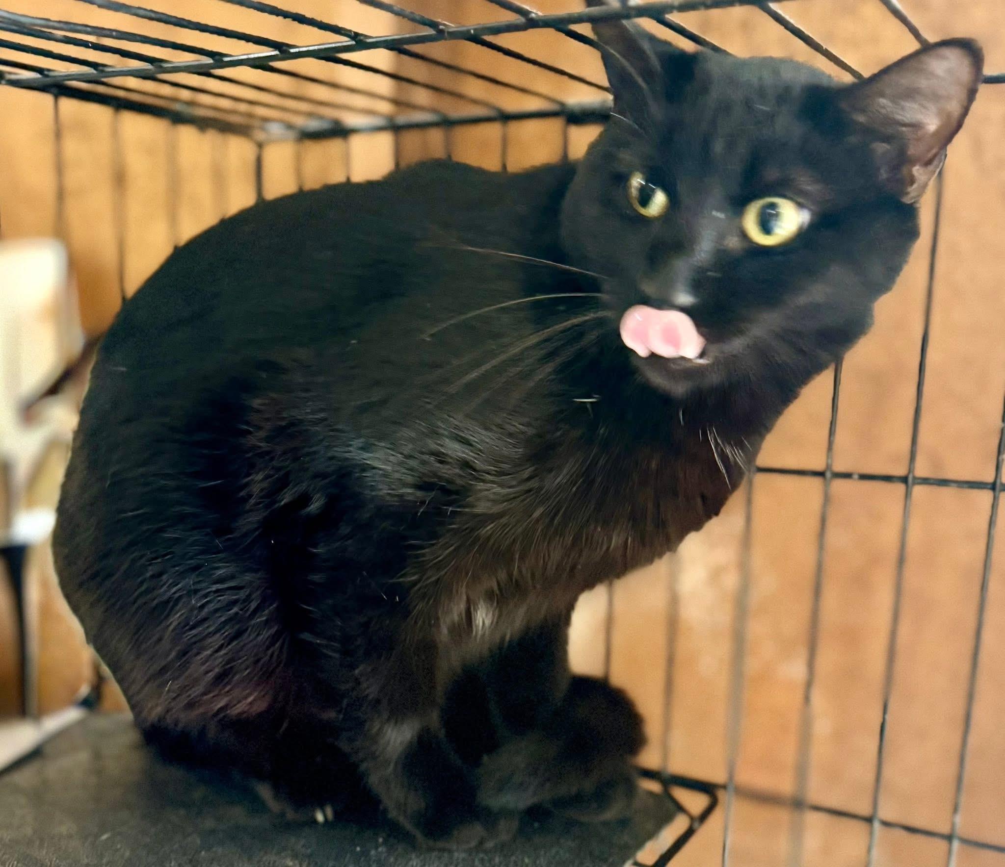 Enlarge Cadis funny & chill, a Adoptable Domestic Short Hair in Jackson, GA image 4/5