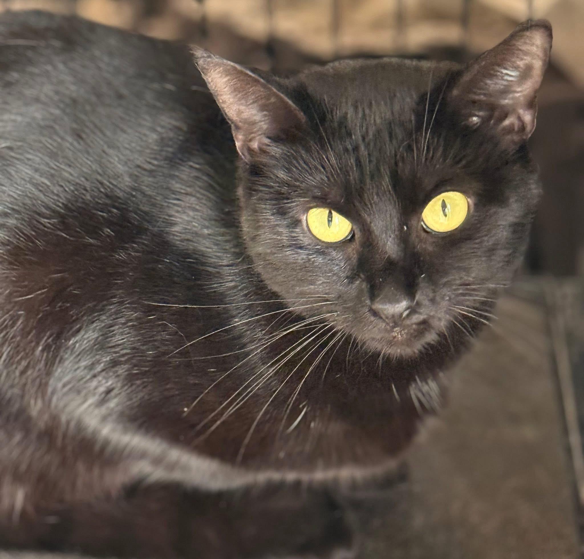 Enlarge Cadis funny & chill, a Adoptable Domestic Short Hair in Jackson, GA image 5/5