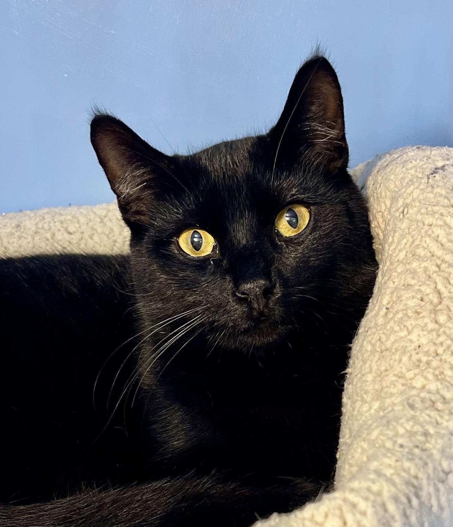 Denny, Adopted, Young Male Domestic Short Hair.