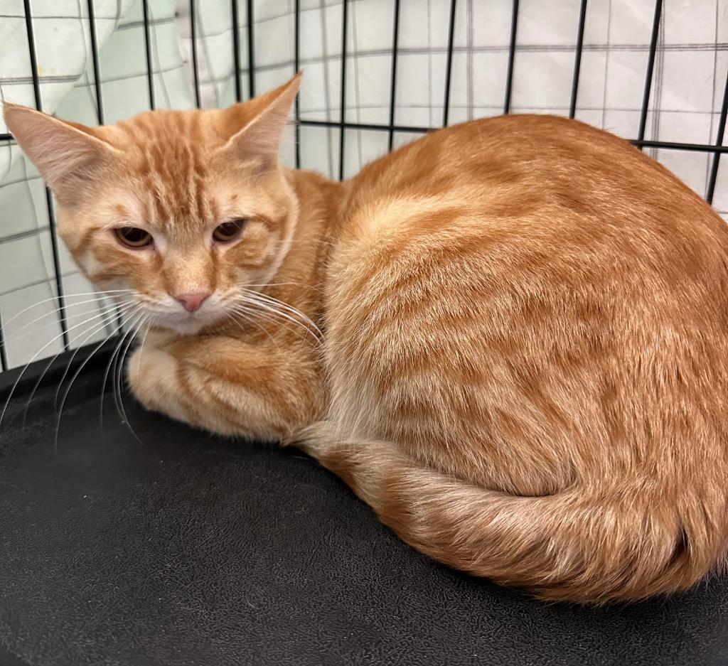 Enlarge Chase, a Adoptable mixed breed in Waynesville, MO image 1/1