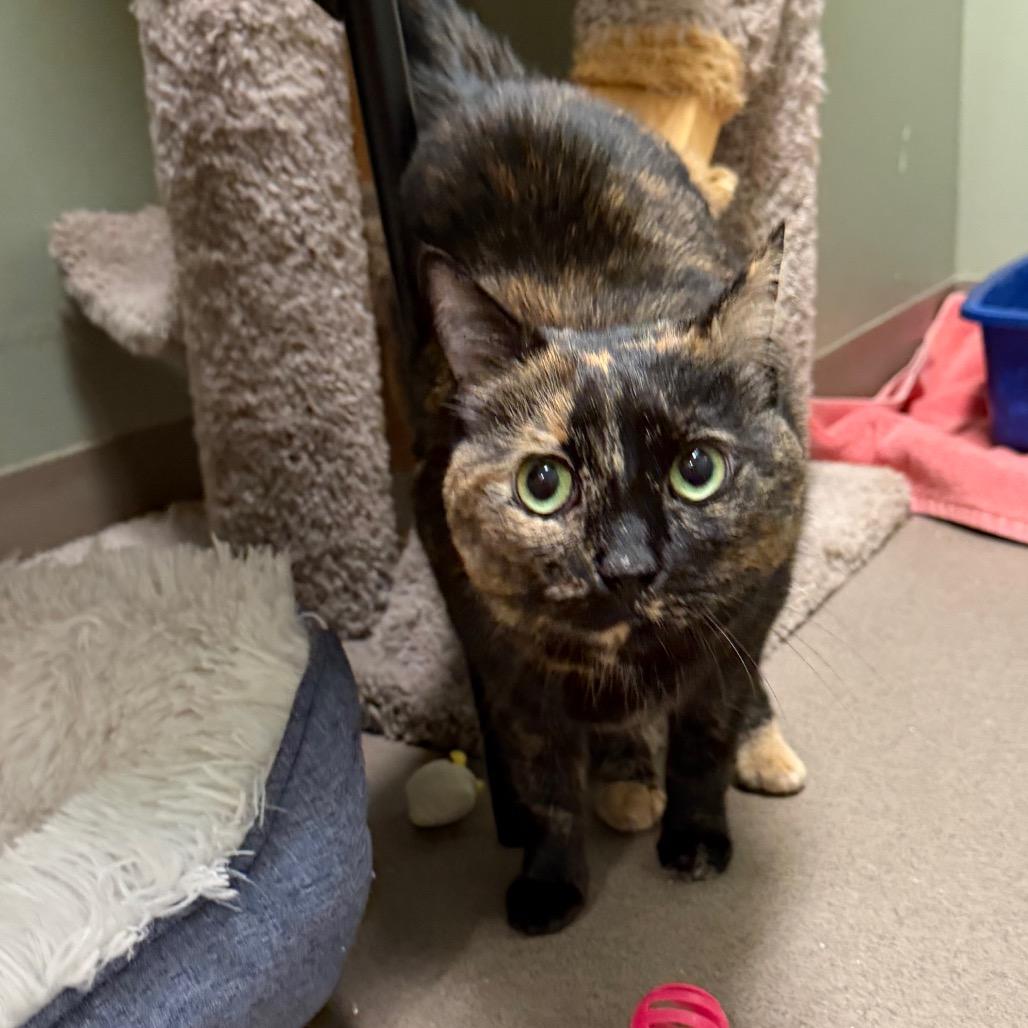 Blaze, Adoptable, Adult Female Domestic Short Hair.