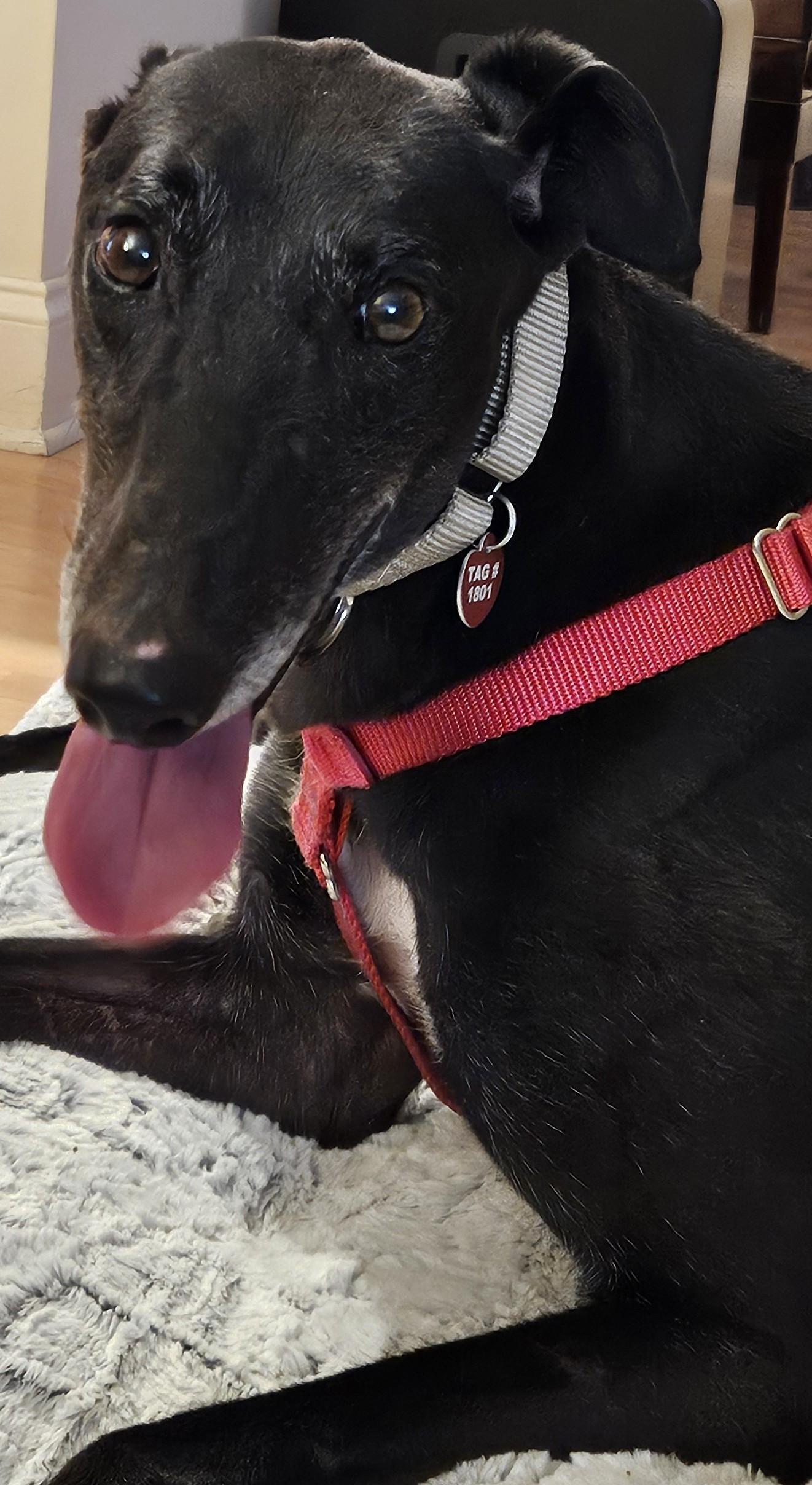 Enlarge Your Mum's Upset aka Yosemite, a ADOPTABLE Greyhound in Allentown, PA image 2/2