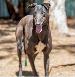 Your Mum's Upset, ADOPTABLE, Adult Male Greyhound.