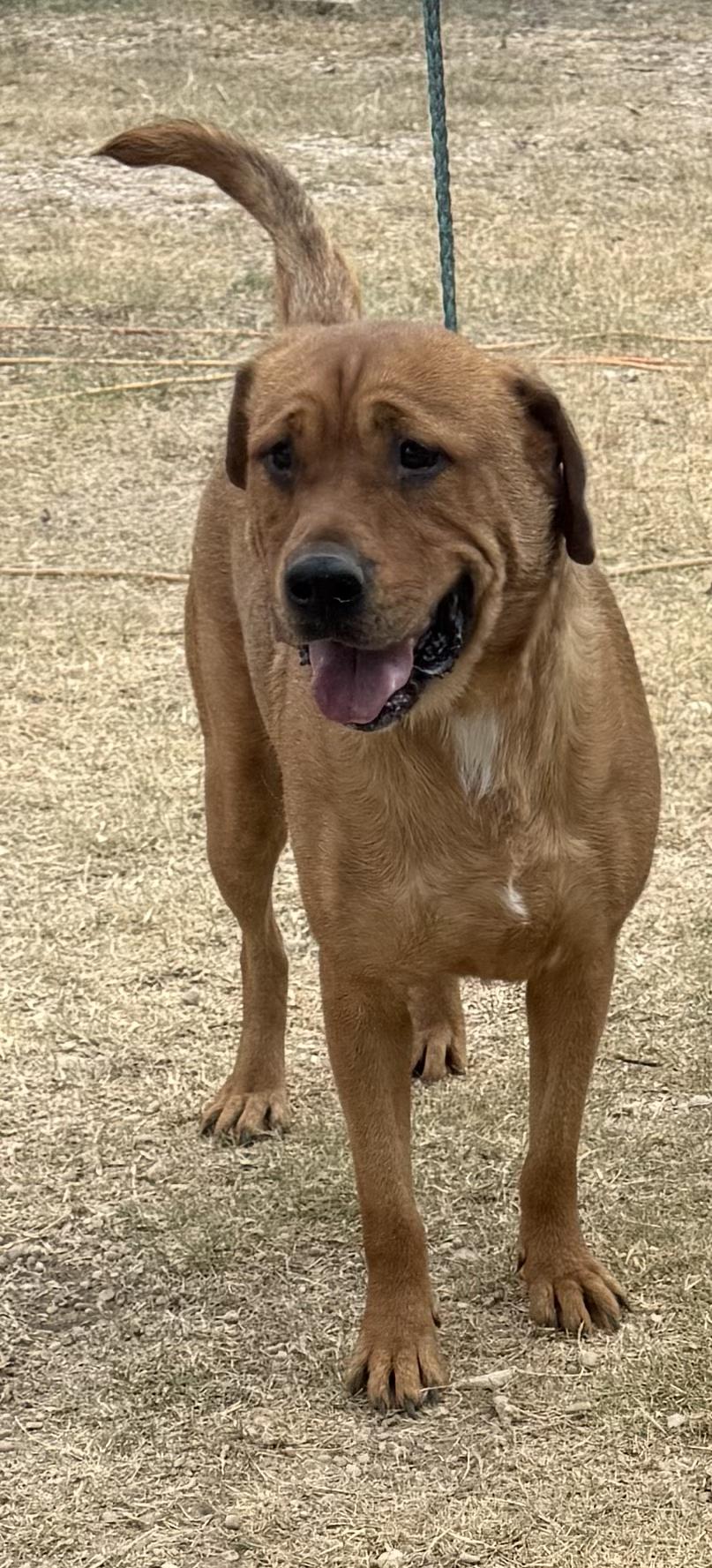 Yogi, a Adoptable mixed breed in Boerne, TX image 1/6