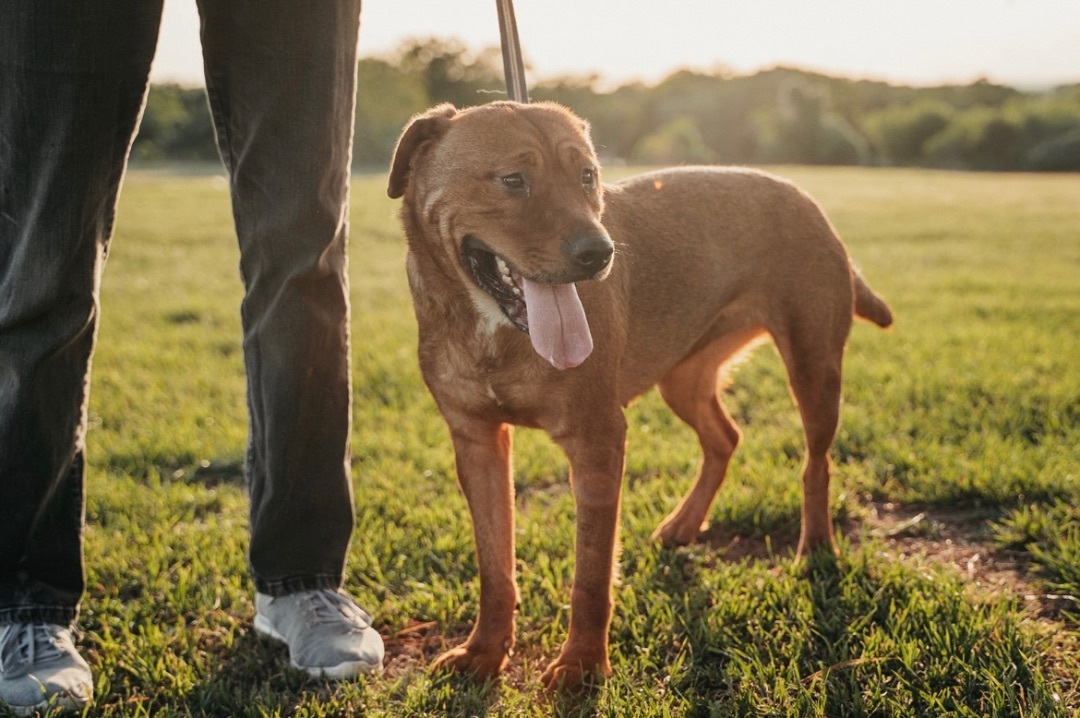 Yogi, a Adoptable mixed breed in Boerne, TX image 4/6