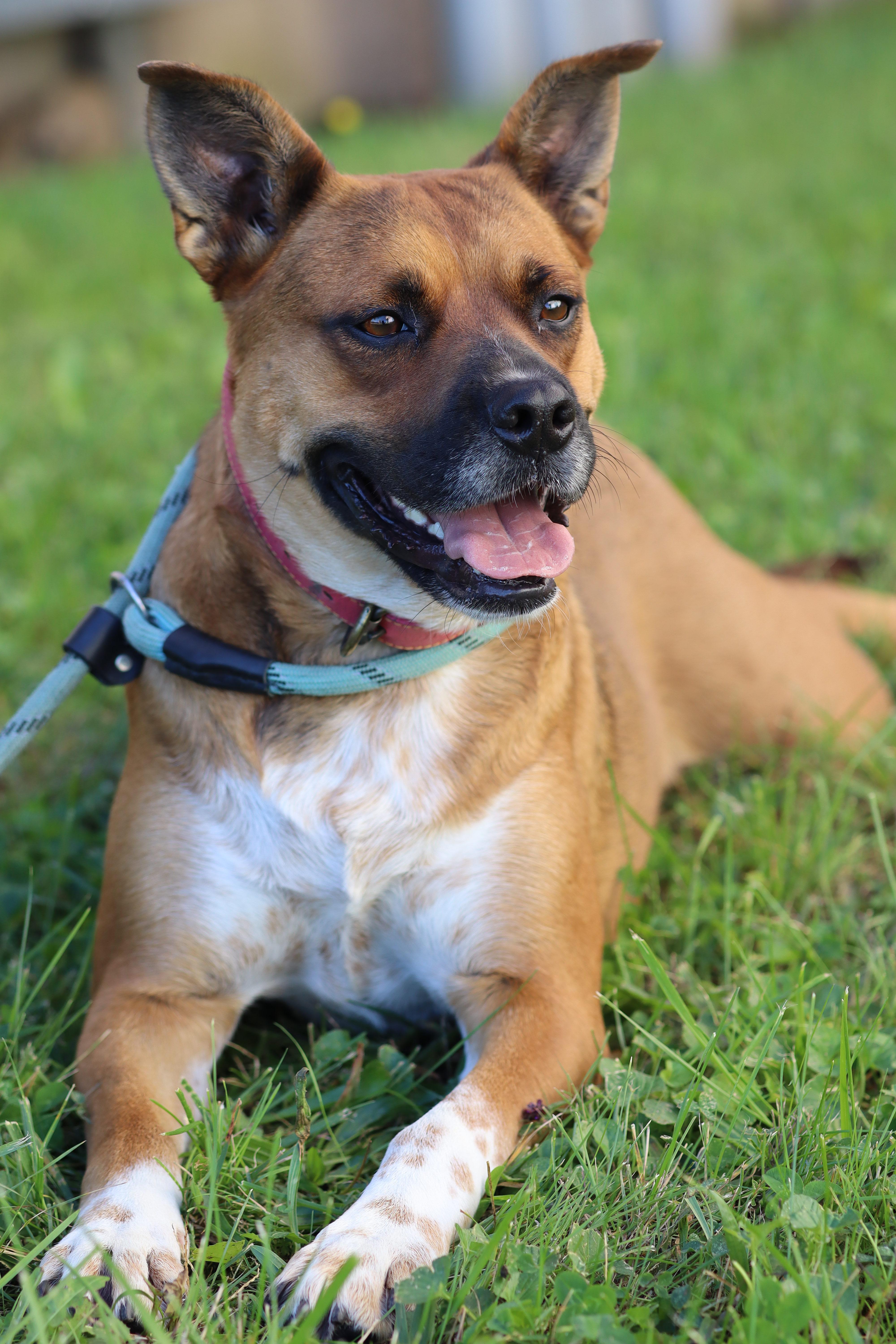 Luna, Adoptable, Adult Female Boxer.