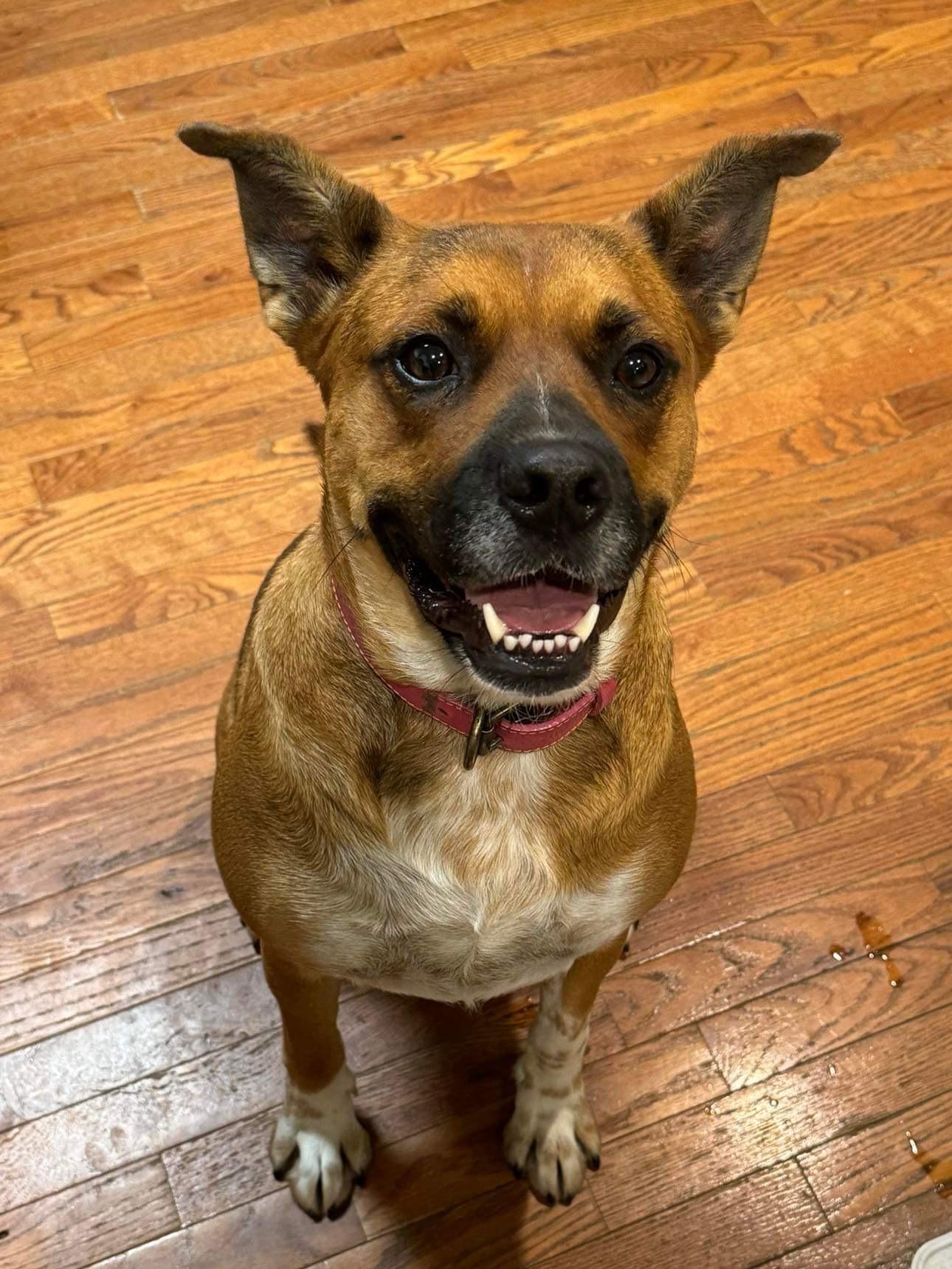 Luna, a Adoptable Boxer in Coeburn, VA image 2/4