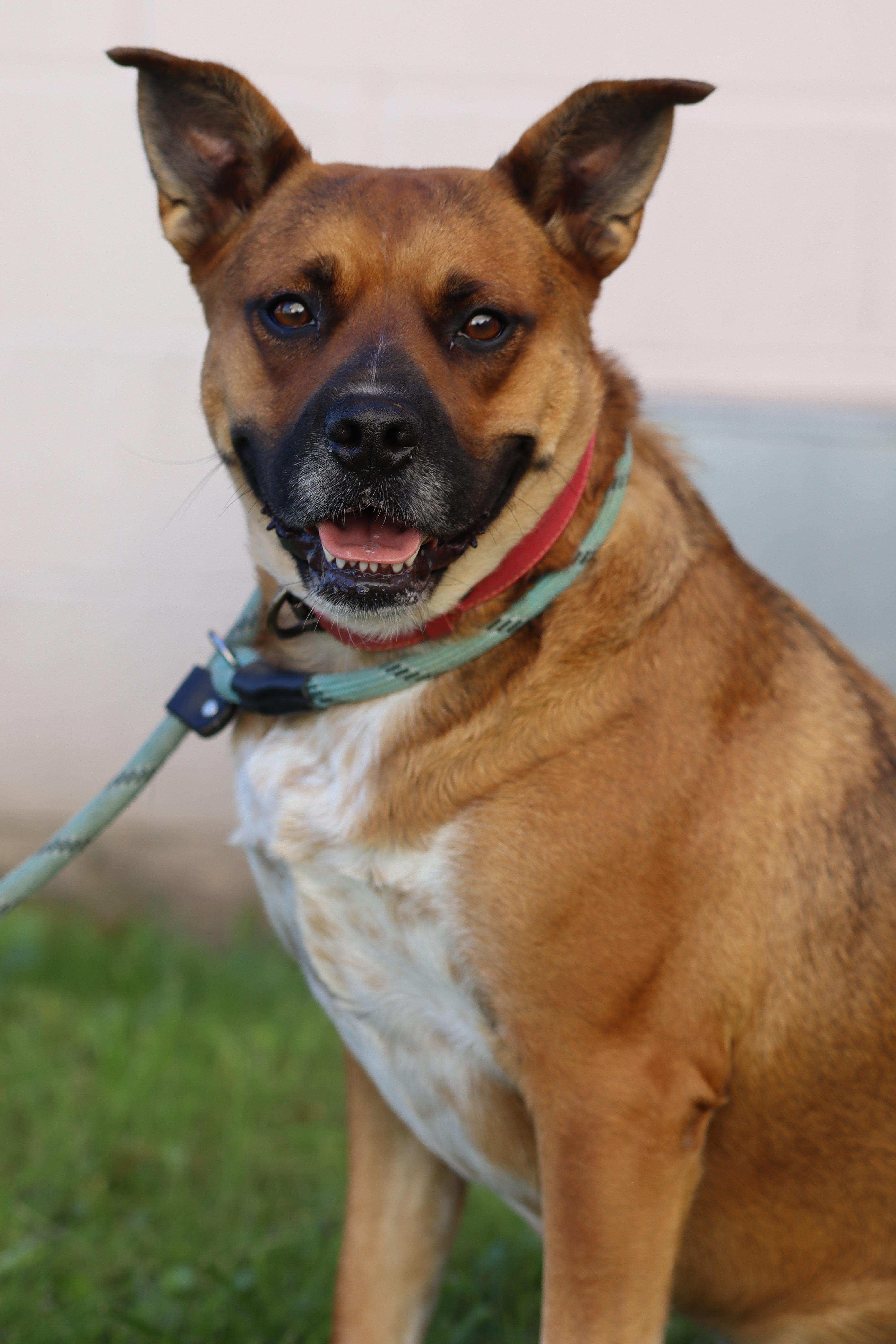 Luna, a Adoptable Boxer in Coeburn, VA image 3/4