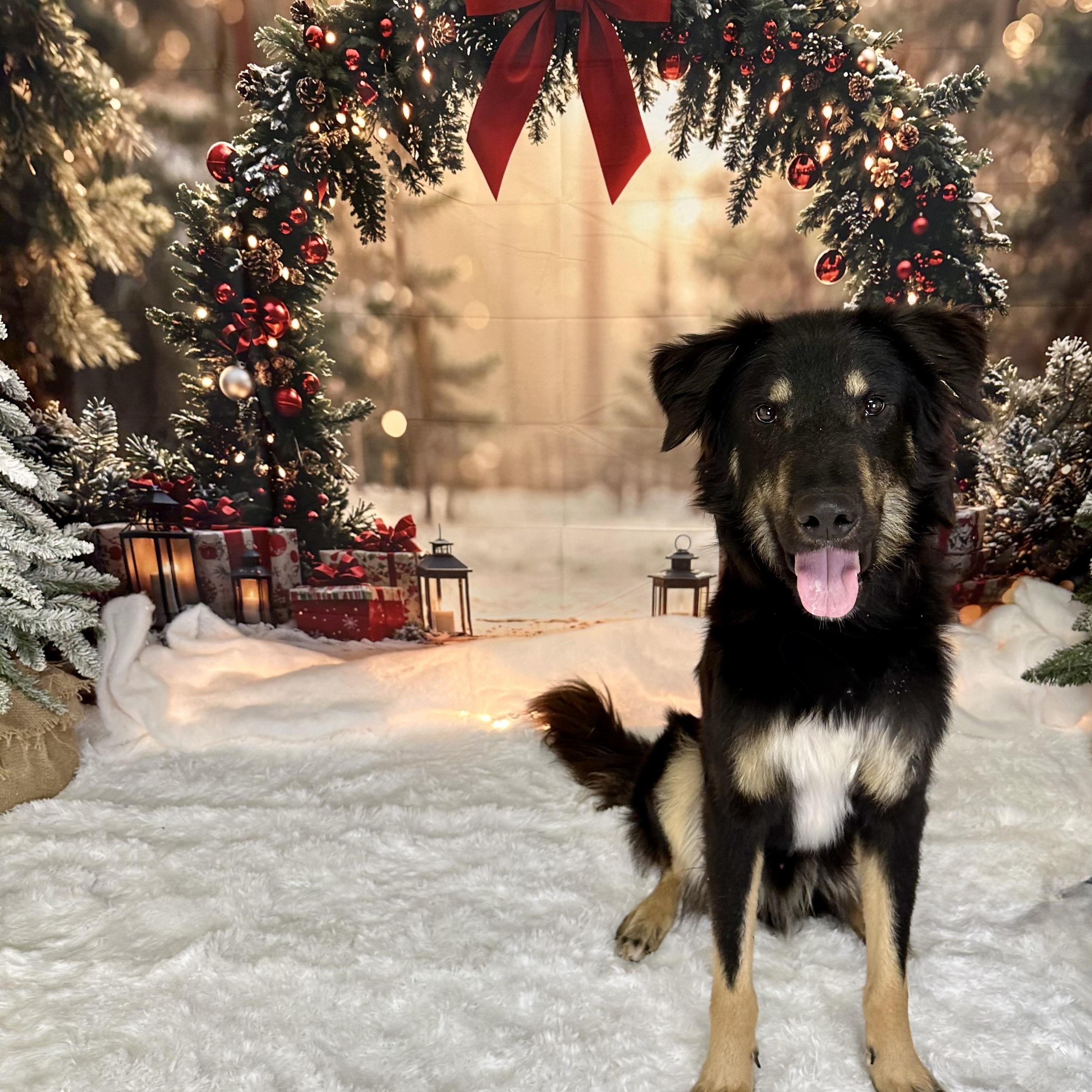 Maverick, ADOPTABLE, Young Male German Shepherd Dog.