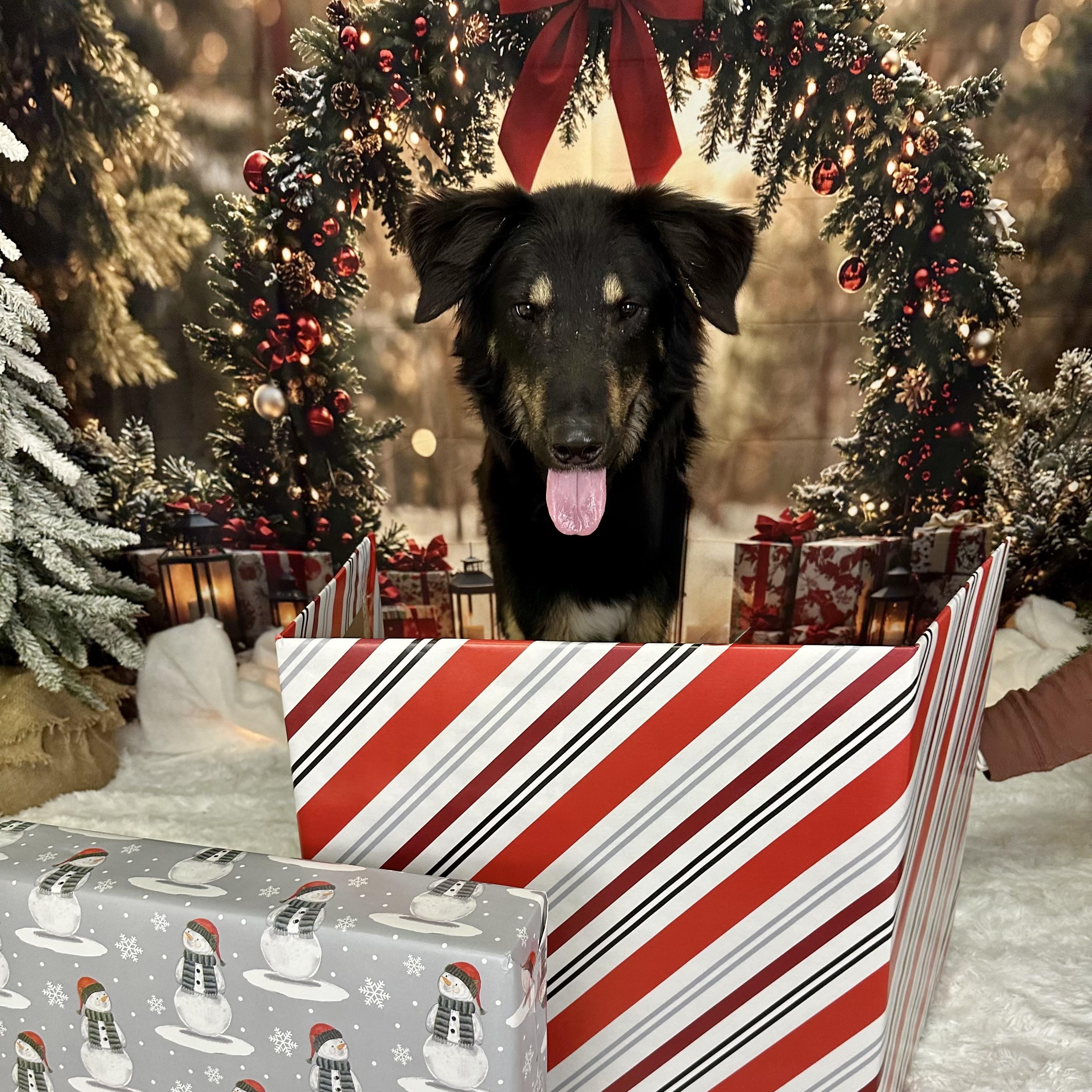 Maverick, a ADOPTABLE German Shepherd Dog in Pacific, MO image 2/2