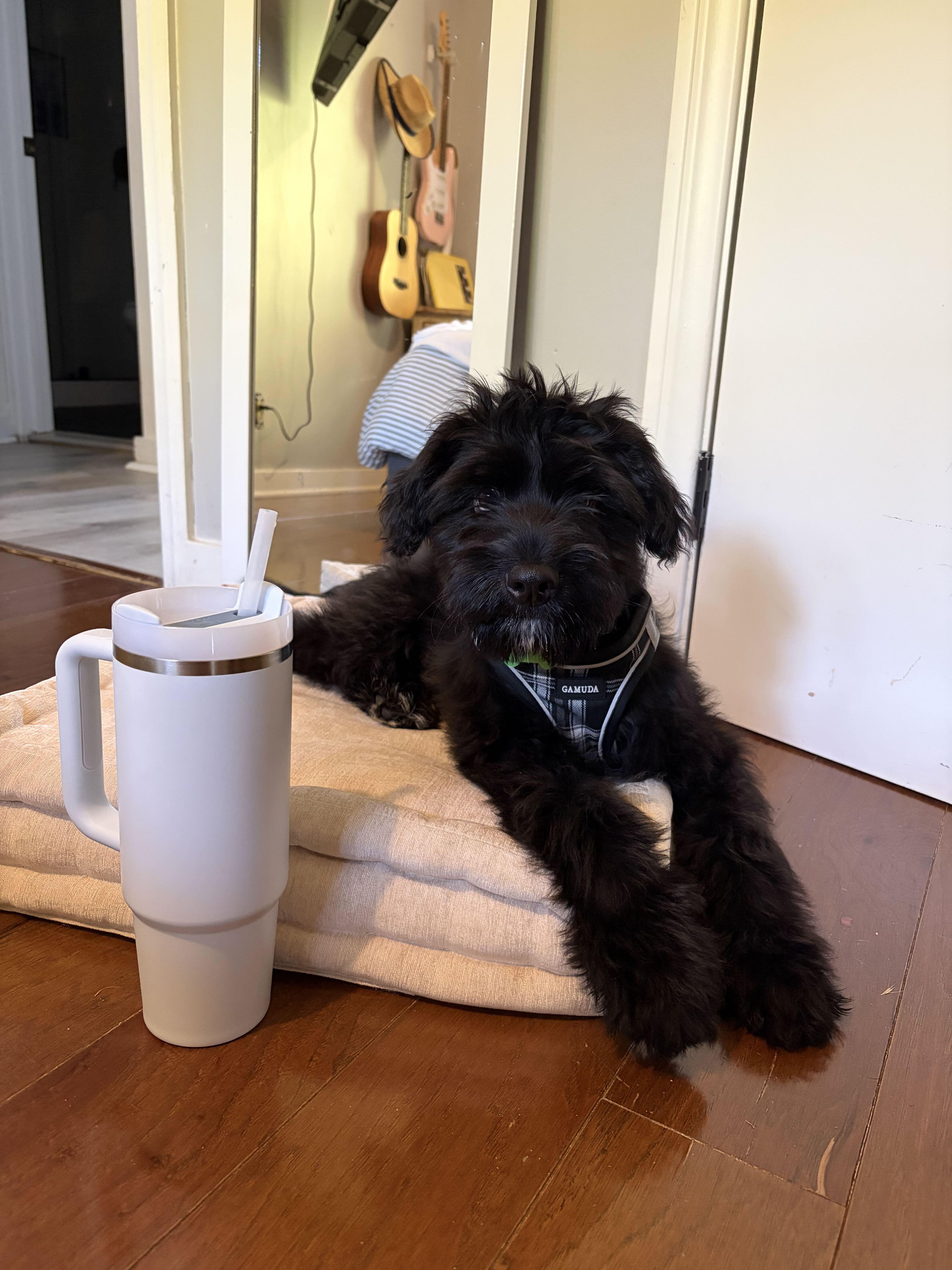 Enlarge Chester, an adopted mixed breed in Los Angeles, CA image 5/6