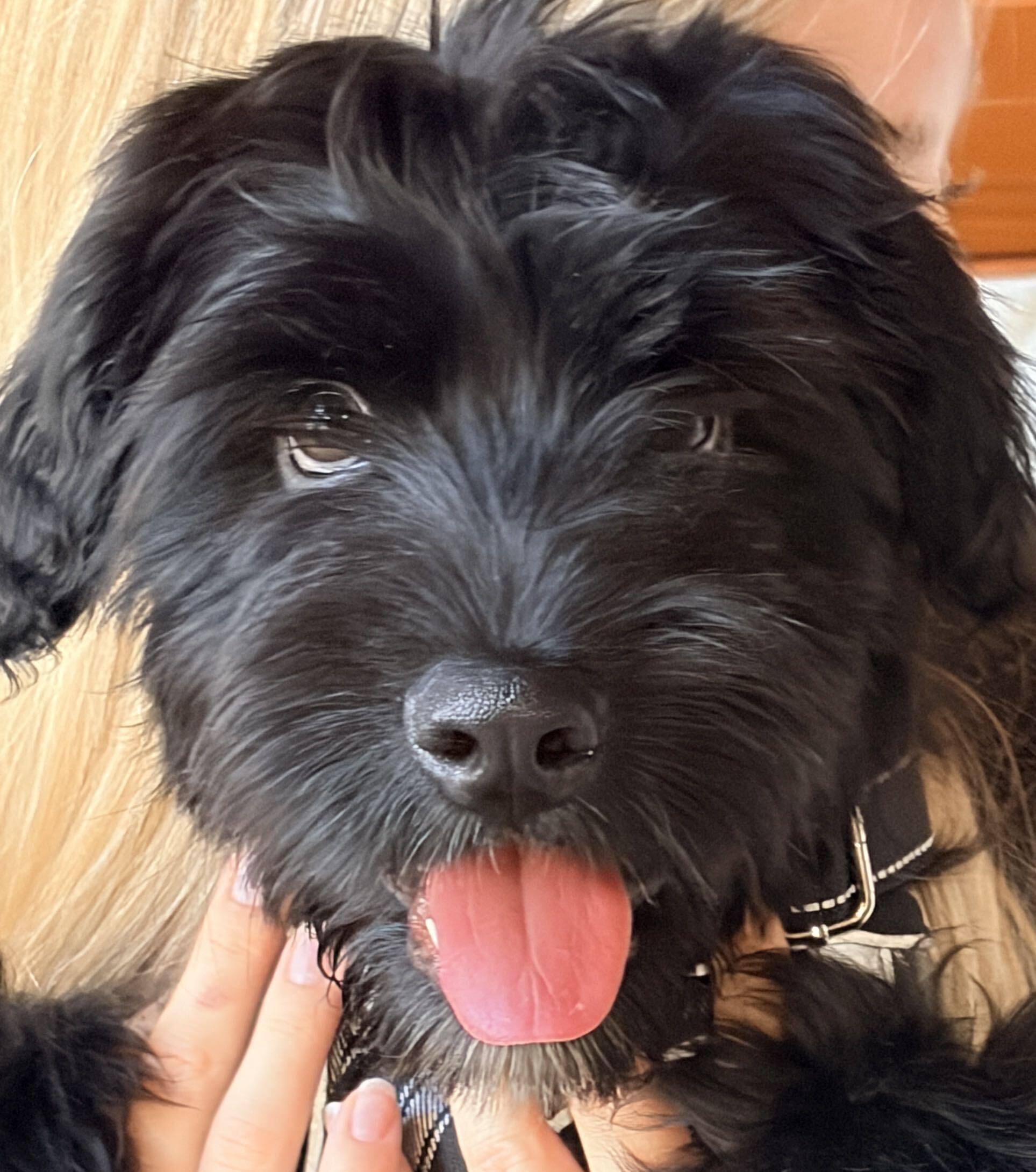 Enlarge Chester, an adopted mixed breed in Los Angeles, CA image 6/6