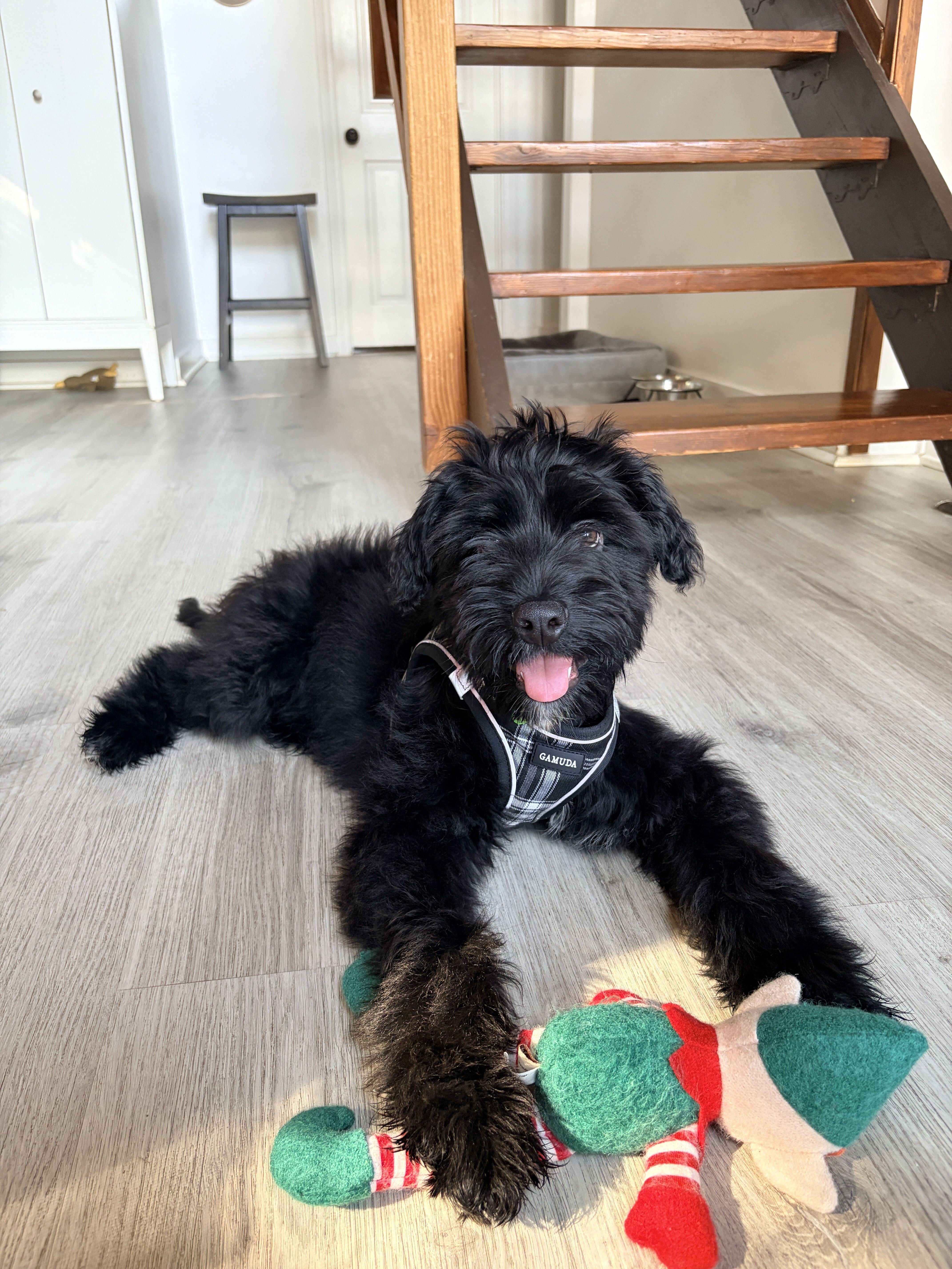 Enlarge Chester, an adopted mixed breed in Los Angeles, CA image 4/6