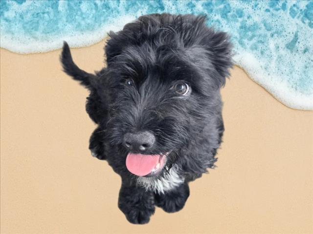 Chester, adopted, Puppy Male Poodle.