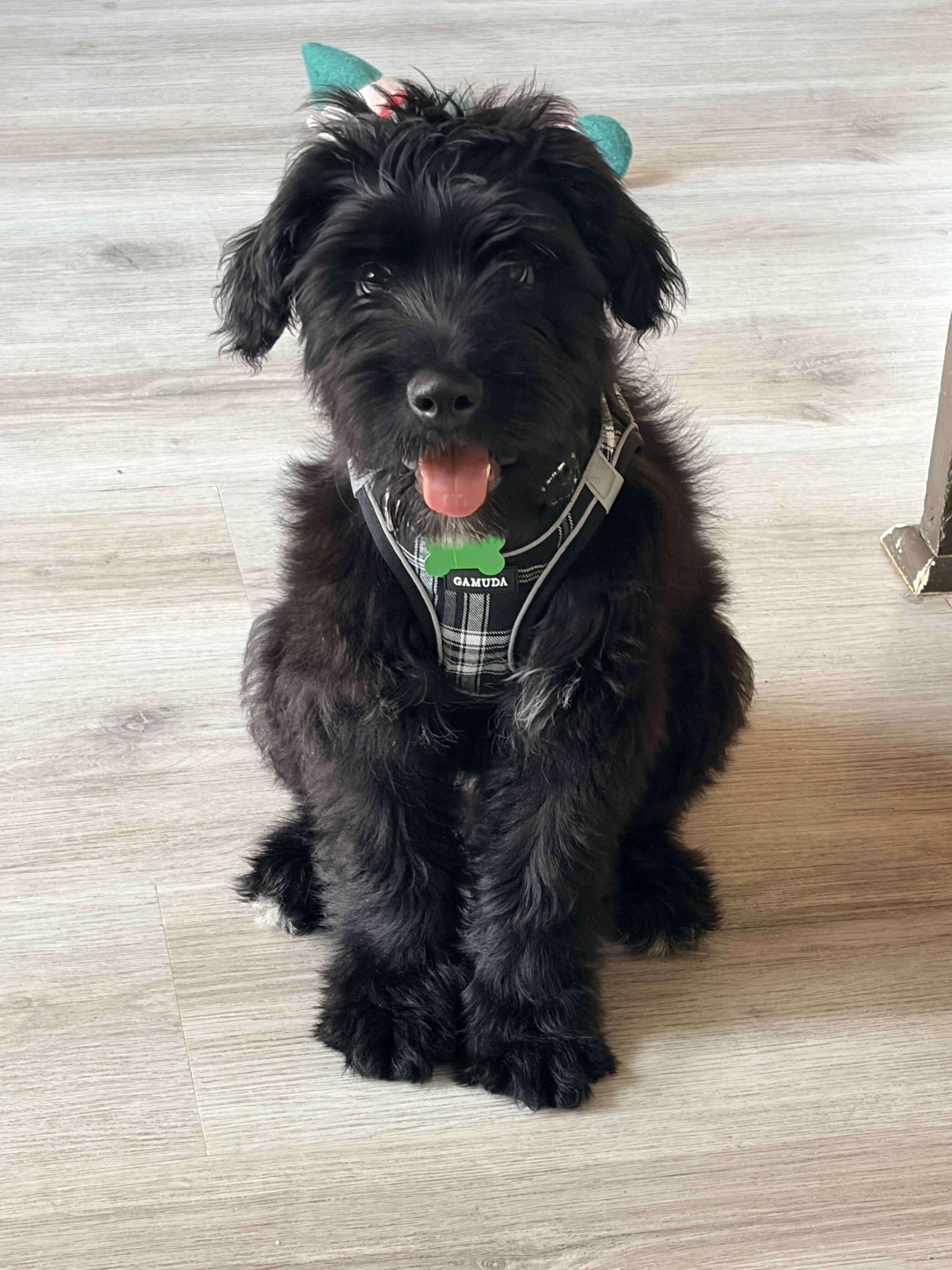 Enlarge Chester, an adopted mixed breed in Los Angeles, CA image 2/6