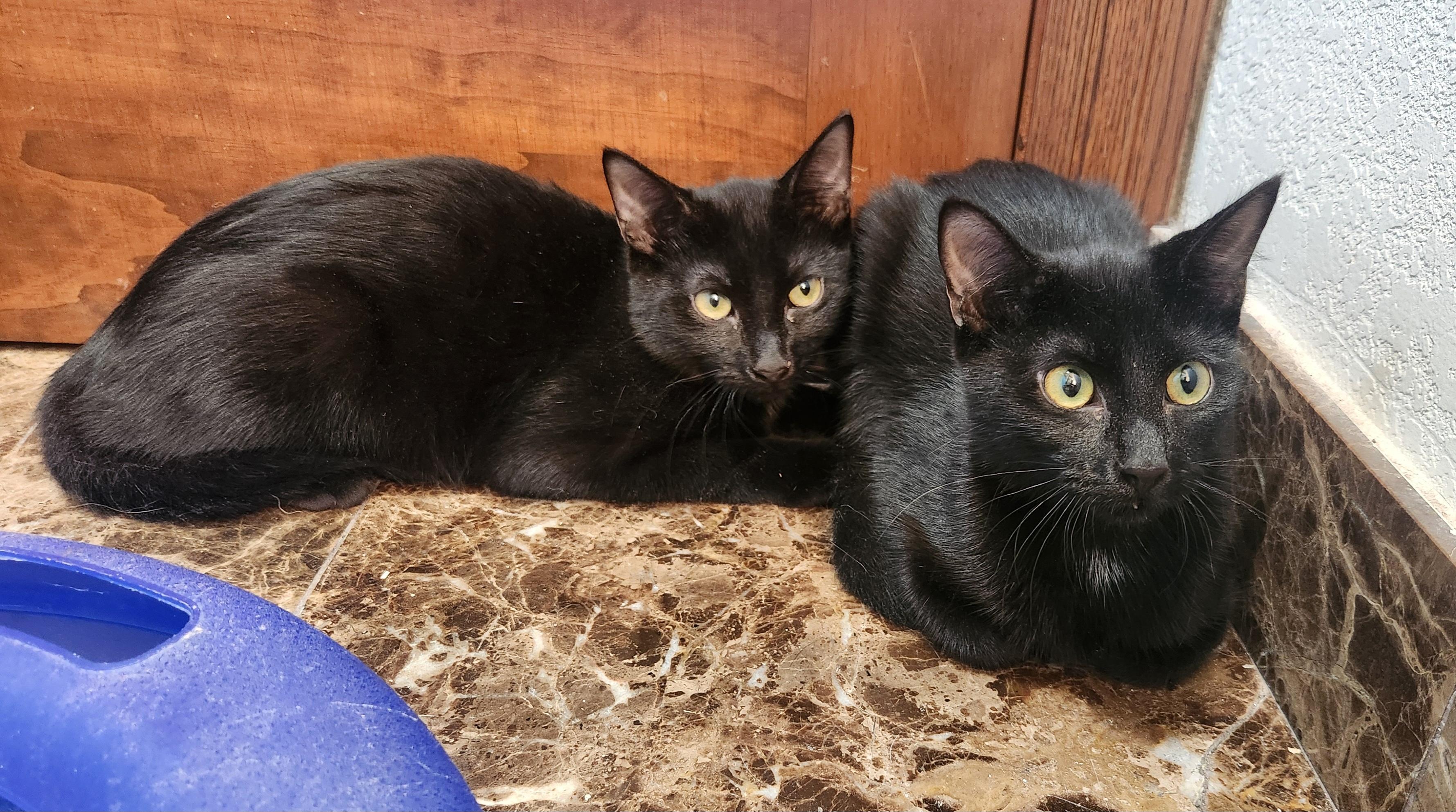 Putter, an adoptable Domestic Short Hair in Oklahoma City, OK, 73139 | Photo Image 3